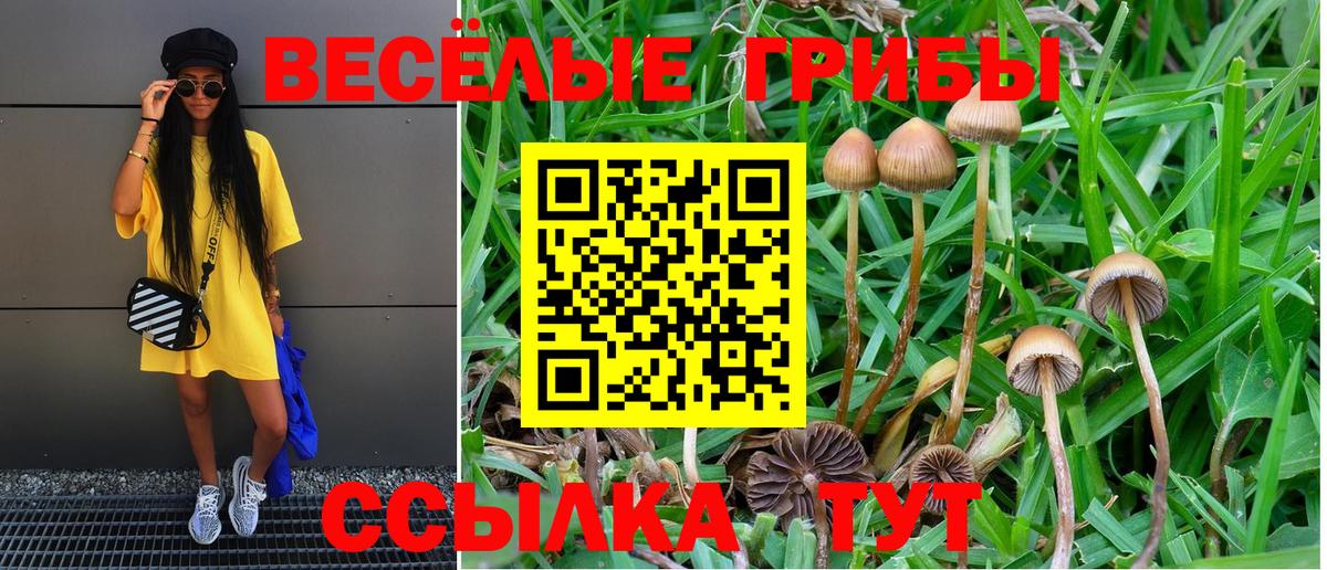 Псилоцибиновые грибы MAGIC MUSHROOMS Чернушка